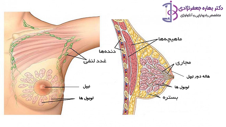 اناتومی سینه
